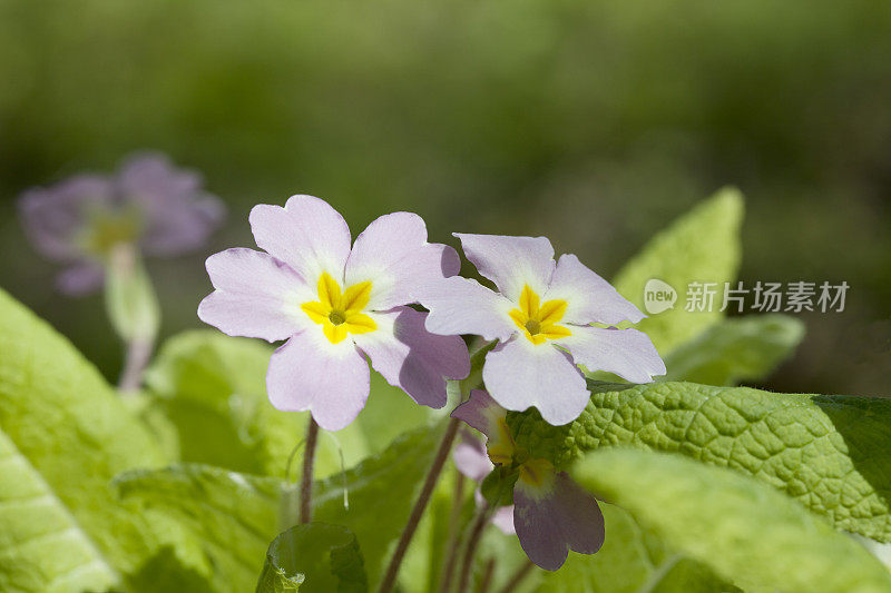 报春花(Primula vulgaris)粉红色的花